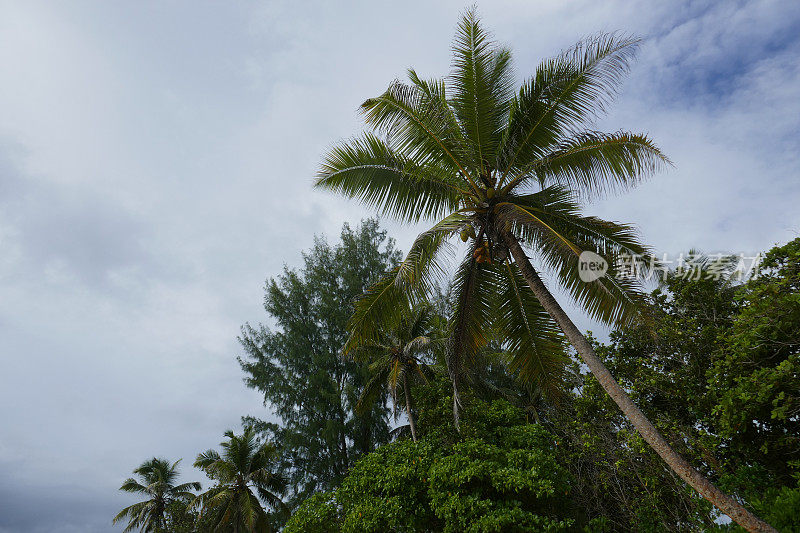 Anse Kerlan，普拉林，塞舌尔